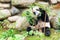 Cute young giant panda playing with bush. Funny panda bear