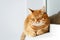 Cute young ginger cat lying and resting, white background