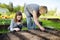 Cute young girl helping her grandmother to plant seedlings in a garden. Children taking part in outdoor household chores