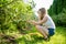 Cute young girl picking fresh berries on organic blueberry farm on warm and sunny summer day. Fresh healthy organic food