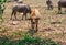 Cute Young Golden Buffalo Licking Mouth in Thai Rustic Field