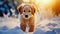 Cute young golden retriever puppy playing in the snow at winter