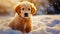 Cute young golden retriever puppy playing in the snow at winter