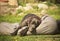 Cute young Great Dane sleeping