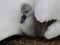 Cute young grey swan under mother swanÂ´s wing.