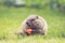 Cute young Groundhog with open mouth holds a carrot in the grass grass