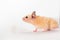 Cute young hamster standing and looking