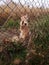 Cute young kitten in the autumn garden behind the fence