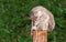 A cute young Koala sits sound asleep balanced on a wooden post