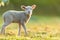 Cute young lamb on pasture, early morning in spring.