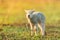 Cute young lamb on pasture, early morning in spring.