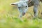 Cute young lamb on pasture, early morning in spring.