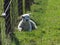 Cute young lambs in the meadows of Moordrecht in the sun in the Netherlands.