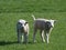 Cute young lambs in the meadows of Moordrecht in the sun in the Netherlands.