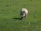 Cute young lambs in the meadows of Moordrecht in the sun in the Netherlands.