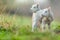 Cute young lambs on pasture, early morning in spring.