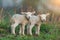 Cute young lambs on pasture, early morning in spring.