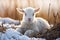 Cute young mammal animals nature baby winter farming sheep snow agriculture lamb