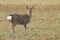 A cute young Manchurian Sika Deer or Dybowski`s Sika Deer Cervus nippon mantchuricus or Cervus nippon dybowskii standing in a me