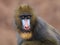 Cute young mandrill