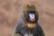 Cute young mandrill