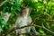 Cute young monkey with brown eyes siton the tree clinging to a branch in a natural forest. Looking at something. Close