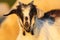 Cute young mottled goat portrait