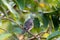 Cute young Northern Mockingbird in a fruit tree