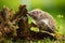 Cute young northern white-breasted hedgehog climbing stump and sniffing