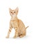 Cute Young Orange Striped Tabby Kitten