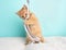 Cute Young Orange Tabby Cat Kitten Rescue Wearing Blue and White Poka Dotted Bow Tie Standing Playing with String Toy