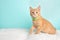 Cute Young Orange Tabby Cat Kitten Rescue Wearing Green and White Striped Bow Tie Sitting With Paw Up