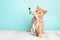 Cute Young Orange Tabby Cat Kitten Rescue Wearing Pink Bow Tie Playing and Pawing a Strong Toy with a Bell