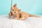 Cute Young Orange Tabby Cat Kitten Rescue Wearing White Flower Bow Tie Lying Down Pawing and Playing with Toy Mouse and String