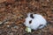 Cute young rabbit eating cabbage