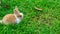 A cute young rabbit grazing on the grass field.