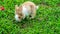 A cute young rabbit grazing on the grass field.