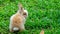 A cute young rabbit grazing on the grass field.