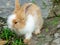 A cute young rabbit grazing on the grass field.