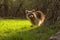 Cute Young Raccoon Watching From Behind The Tree