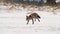 Cute young red fox vulpes vulpes running on meadow covered with snow at sunrise