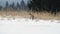 Cute young red fox Vulpes Vulpes running on meadow covered with snow at sunrise