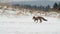 Cute young red fox vulpes vulpes running on meadow covered with snow at sunrise