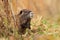 Cute young river coypu