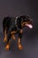 Cute young rottweiler dog, studio shot.