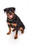 Cute young rottweiler, studio portrait.