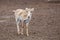 Cute young Saiga antelope or Saiga tatarica during molting