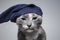 Cute young serious cat in a funny hat stares intently with discontent and claims
