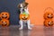cute young small dog lying on on the wood floor with a halloween costume and decoration. Pets indoors. orange and black background