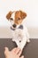 cute young small white dog wearing a modern bowtie and glasses. Sitting on the wood floor and looking at the camera.White